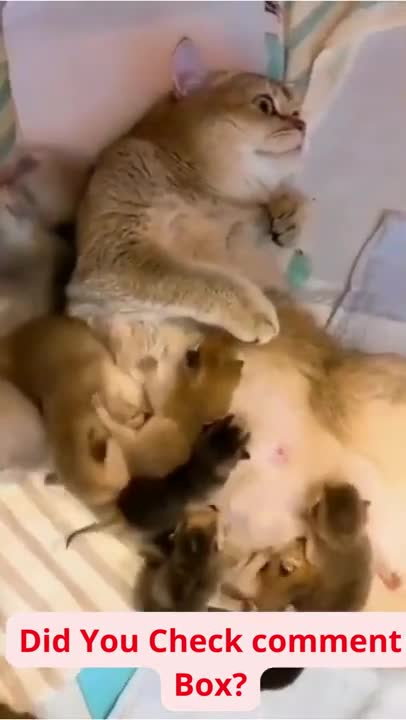 SOO CUTE - BABIES AND MOM ! _ Cute Cat Training 2022 #usa #138 #shorts