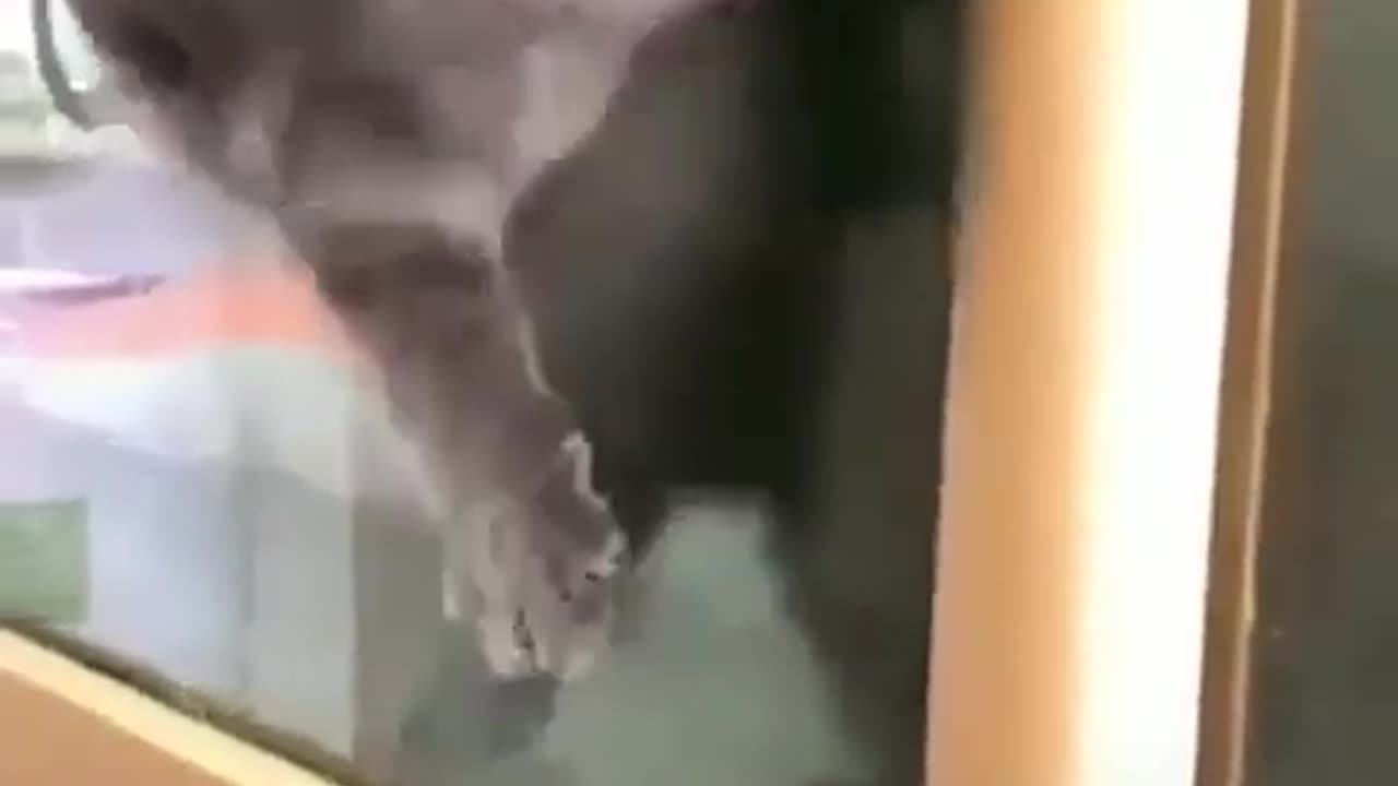 Houdini Cat