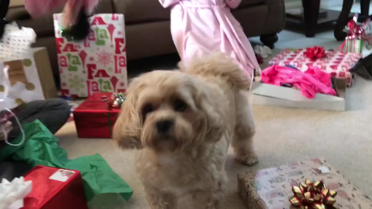 Dog enthusiastically opens and plays with Christmas present