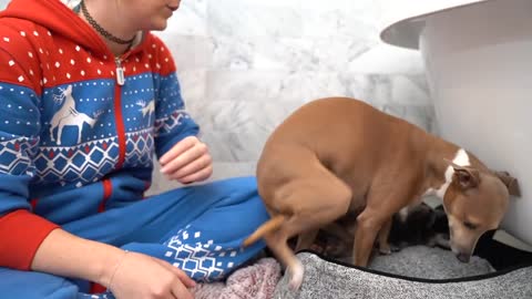 Awesome dog taking a bathe