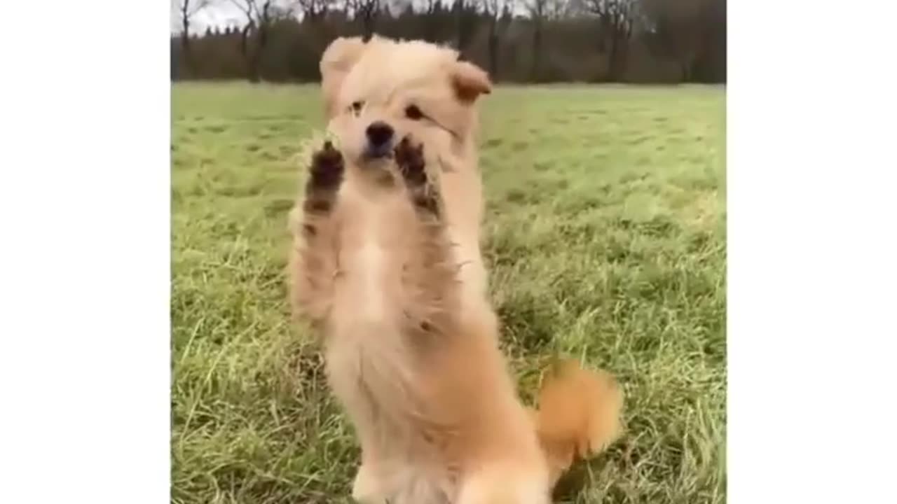 A Dog's Playful Encounter with the wind