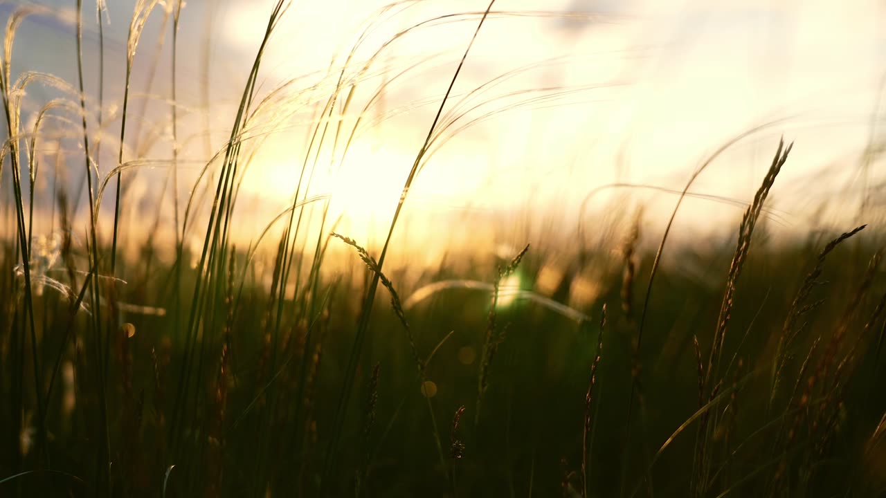 Tranquil Grassland at Sunset | Soothing Music for Relaxation & Sleep