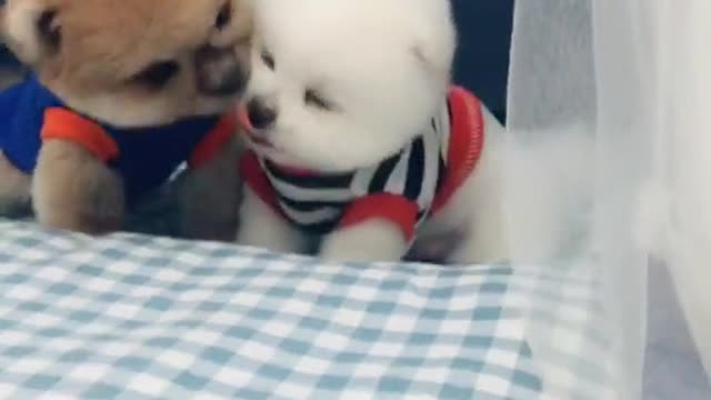 Cute dog funny moment 2021 | dog very funny video| cute honny💖💖