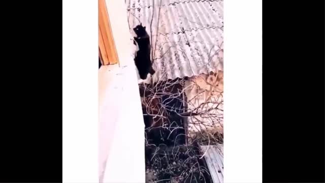 Funniest Animals - best of funniest animals videos 2022