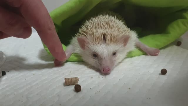 Hedgehog Tiredness