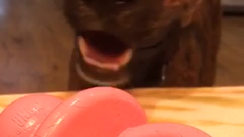 Brown dog gets a sad face when owner does not want to play