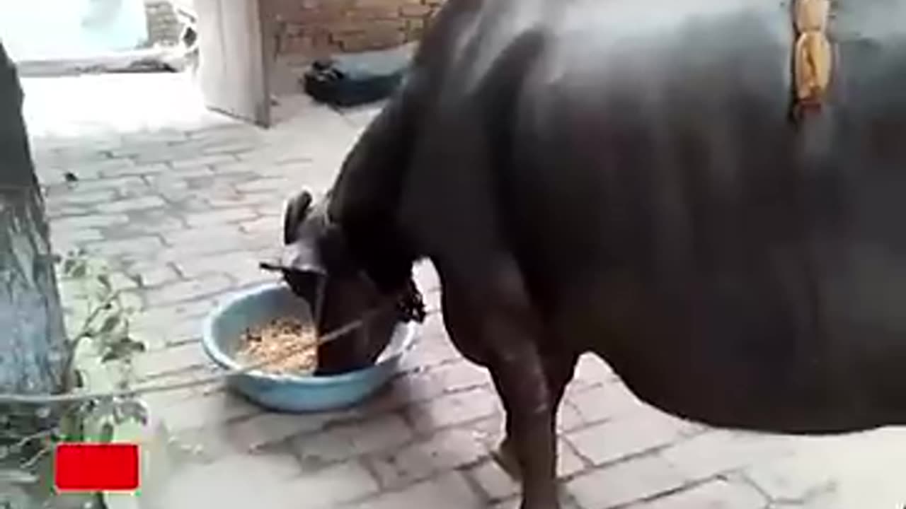 গরুটা সাথে কি হয়েছে