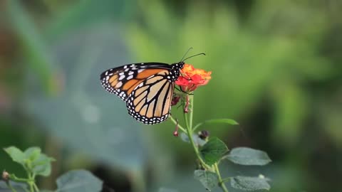 Beauty of butterfly | beautyful nature | cute | pet | puppy | dog | cat