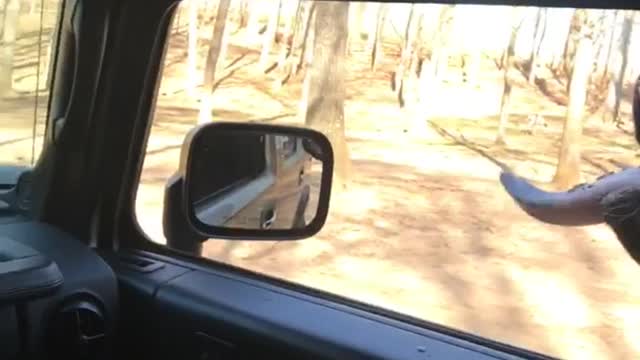 Ox bull sticking tongue in car at woman