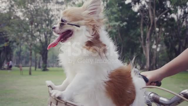 Chihuahua dog with sunglasses on bicycle basket stock video