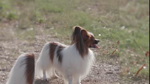 cute little dog looking around at his prey #cutedog #cute