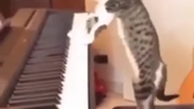 Snoop cat 🐍 | Cat got some skill # kitten # cat # Shorts 😍😁🐭