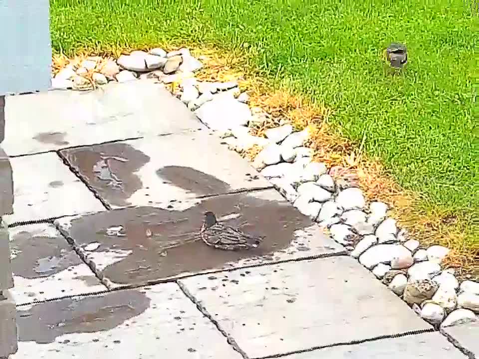 Cute Little Baby Birds With their Mama!