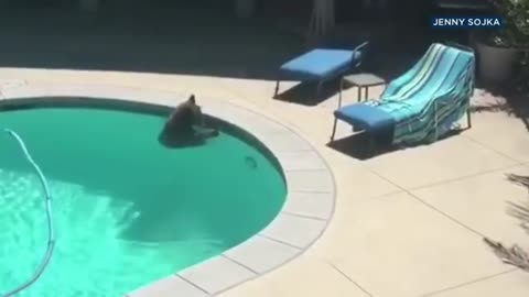 BEAR GOES SWIMMING