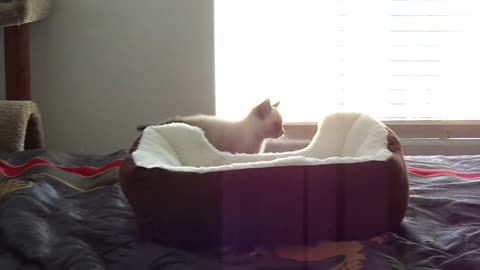 Snowshoe kitten attacks his bed