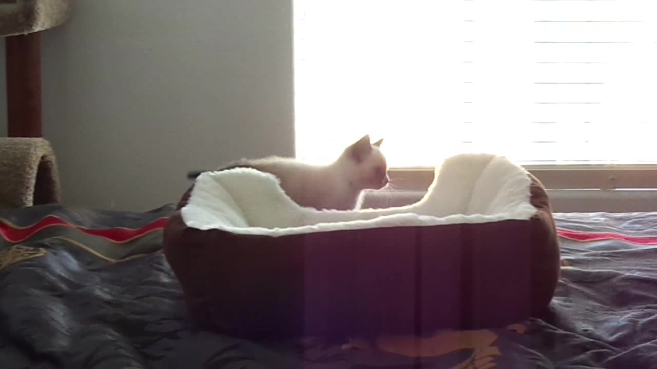 Snowshoe kitten attacks his bed