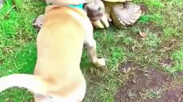 Dog and a tortoise are best friends