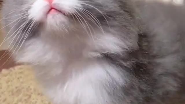 Amazing cute cat funny