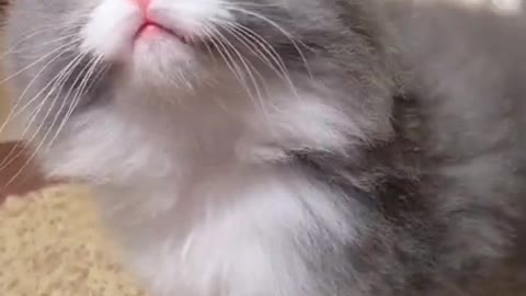 Amazing cute cat funny