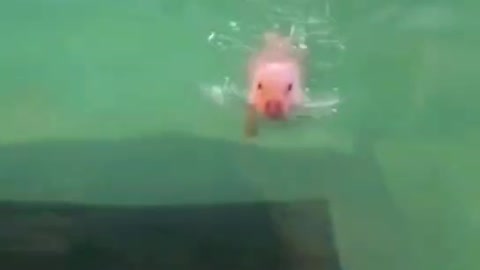 A swimming pig