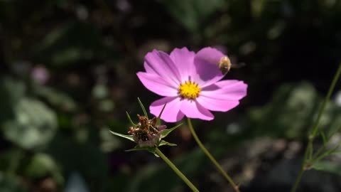 a variety of beautiful cosmos blooming in the fall 6