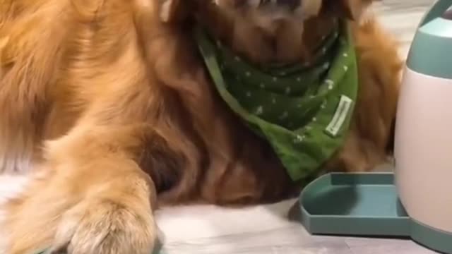 My little dog has only a long and empty wait