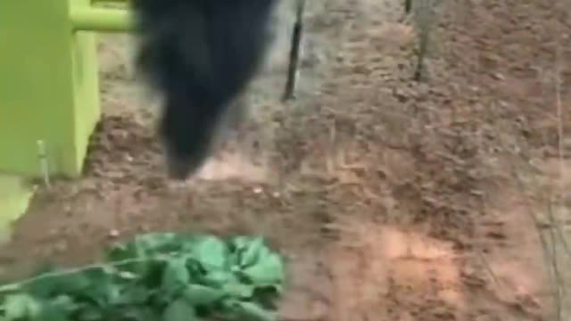 The happy moment of the little pet, let's take a look at this cute little guy