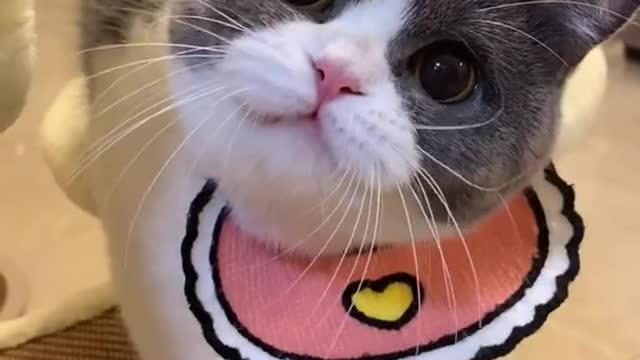 Little kitty Funny Cat And Lovely Cat Very Cute Kitty Video Tik Tok Funny