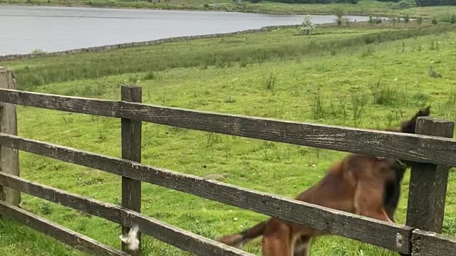 Mistimed Jump Sends Dog Springing off Fence