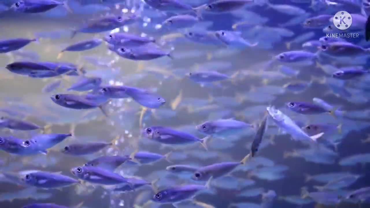 Fish Viral Video😍😍😍&Very Beautiful Scane