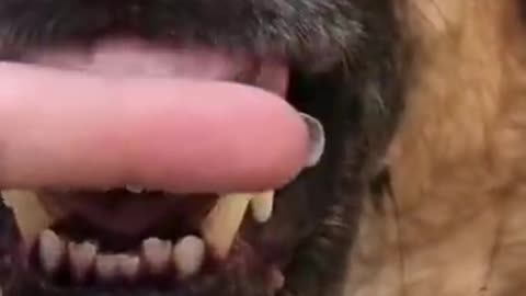 Funny Dog Video