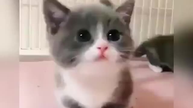 Baby Cats - Cutest Baby Cat Videos Compilation