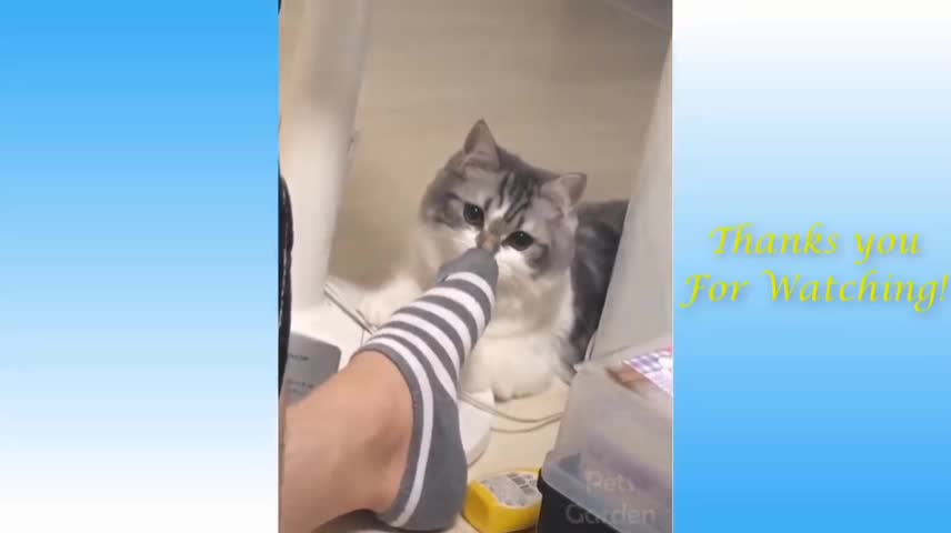 Funny cat 😺🐈 video for entertainment.