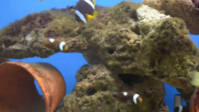 clown fish