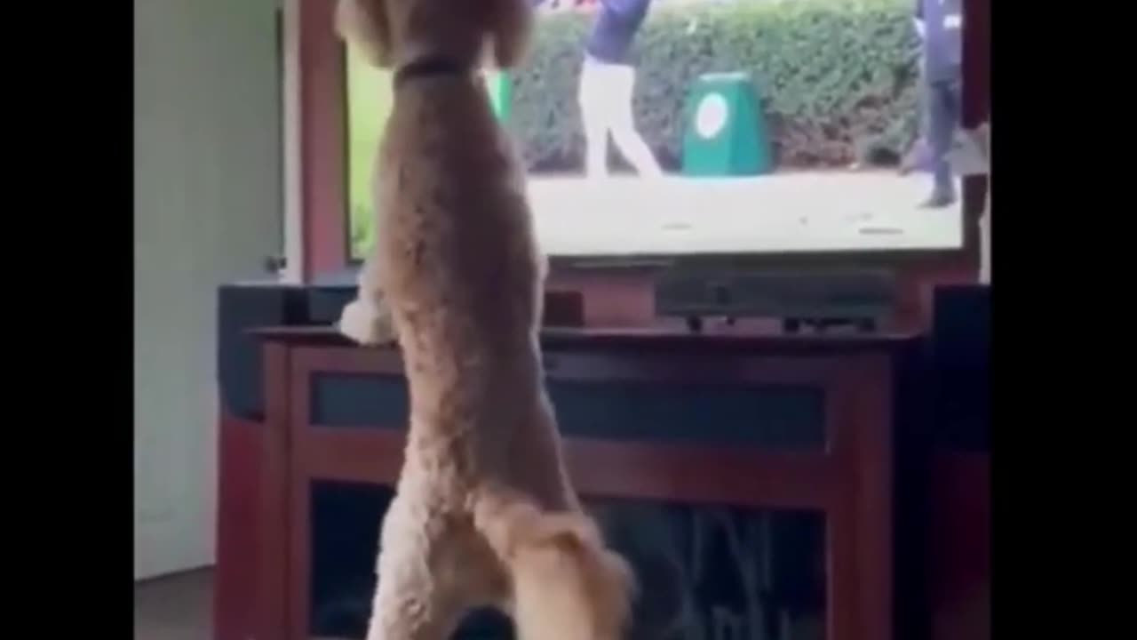 😂😂😂 Full video Funny dog 🤣 🤣