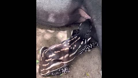 Have you ever seen malayun tapir?