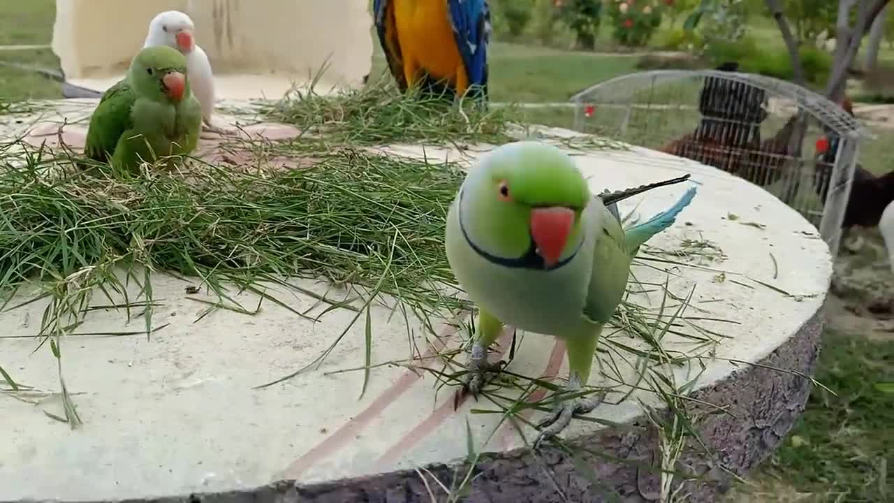 Speak parrot Greeting baby parrot.