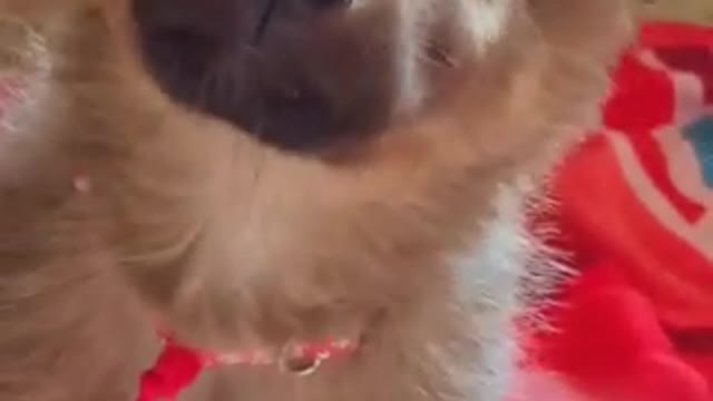 Cute barking voice of German shepherd's puppy😘