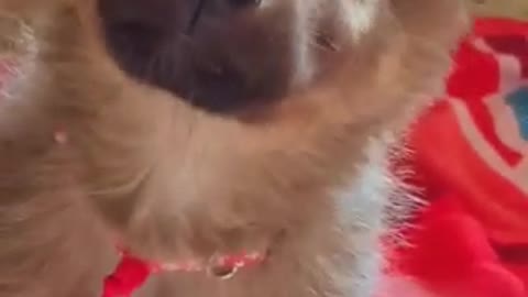 Cute barking voice of German shepherd's puppy😘