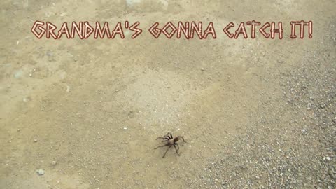 How To Catch A Tarantula (Part 1)