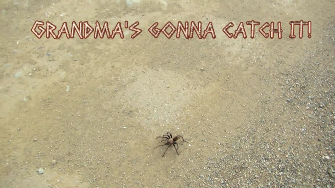 How To Catch A Tarantula (Part 1)