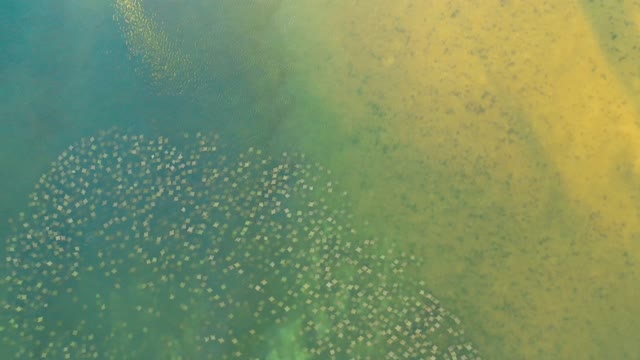 Stingray Migration