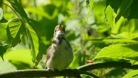 Bird singing in a tree