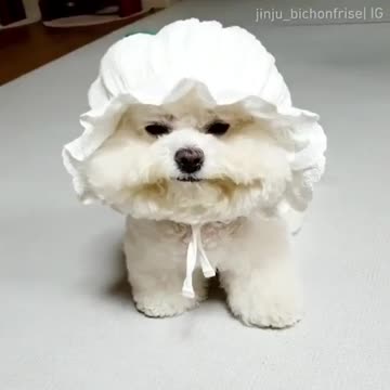 Funny puppy with hat