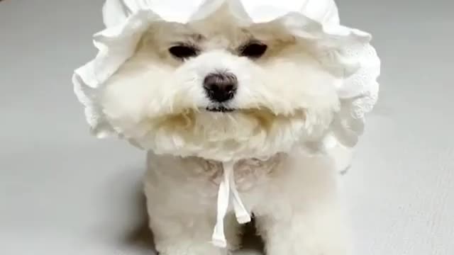 Funny puppy with hat