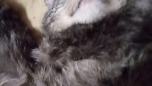 are you sleeping? Answer of a sleeping cat)