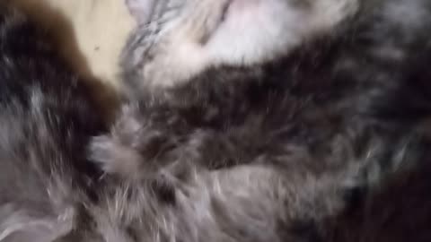 are you sleeping? Answer of a sleeping cat)