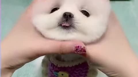 Cute Cats & Dogs Funny 2021