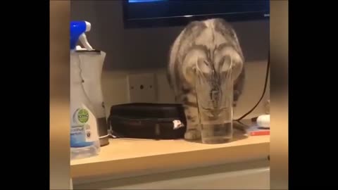 Funny animal videos- try not to laugh