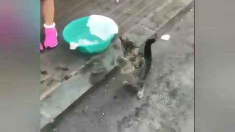 OMG Soo Cute and funny Animals 2021 !!!